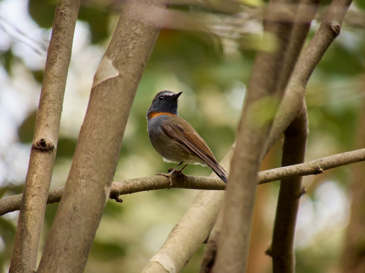 Rufous-gorgeted Flycatcher - Jia Yu