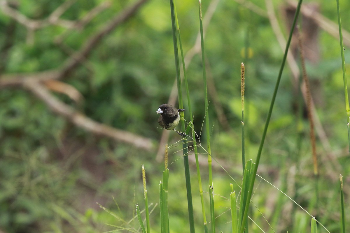 Yellow-bellied Seedeater - ML616858933
