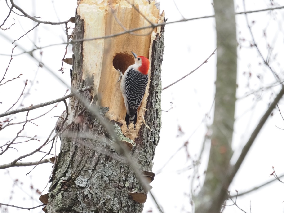 Red-bellied Woodpecker - ML616858945