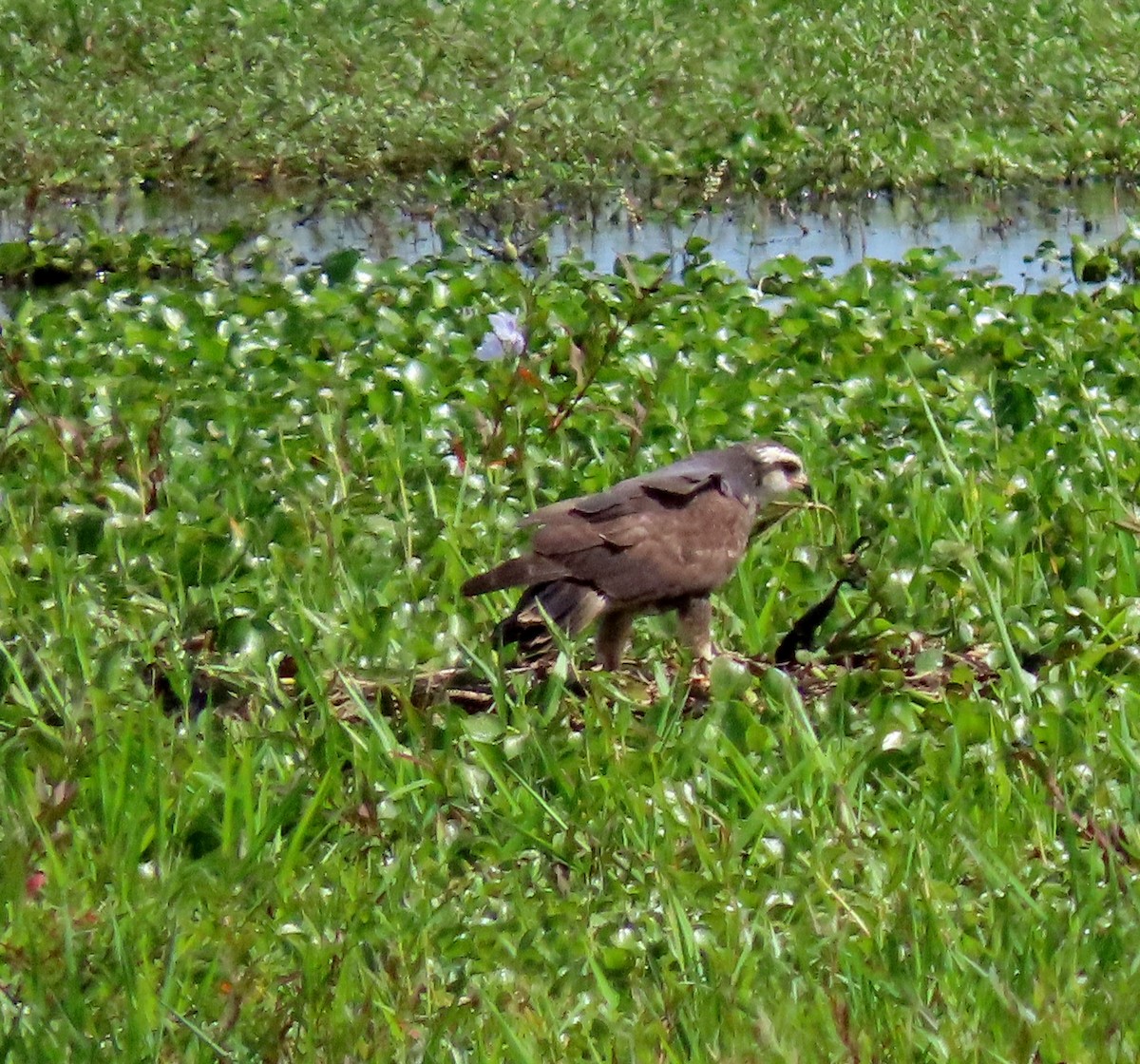 eBird Checklist - 1 Apr 2024 - 1950 Florida 82, Immokalee, Florida, US ...