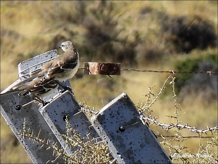 Patagonian Mockingbird - ML616859153