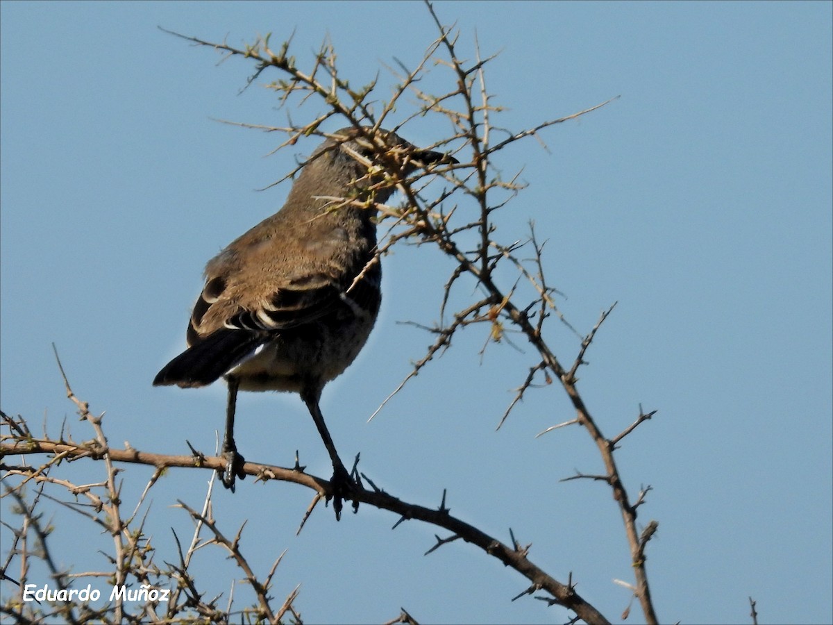 Patagonian Mockingbird - ML616859155