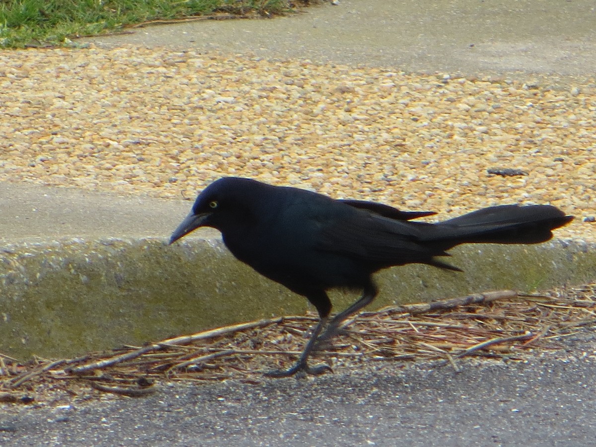 Boat-tailed Grackle - ML616859364