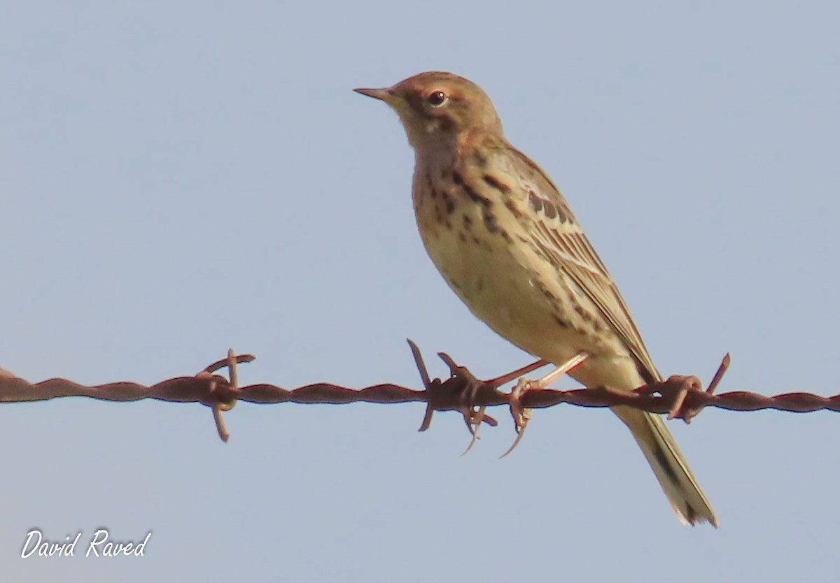 Red-throated Pipit - David Raved
