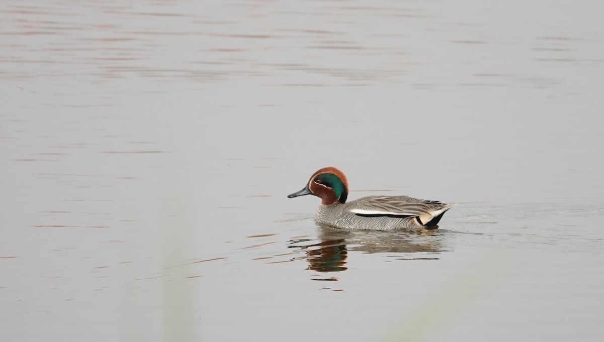 Green-winged Teal - ML616859431