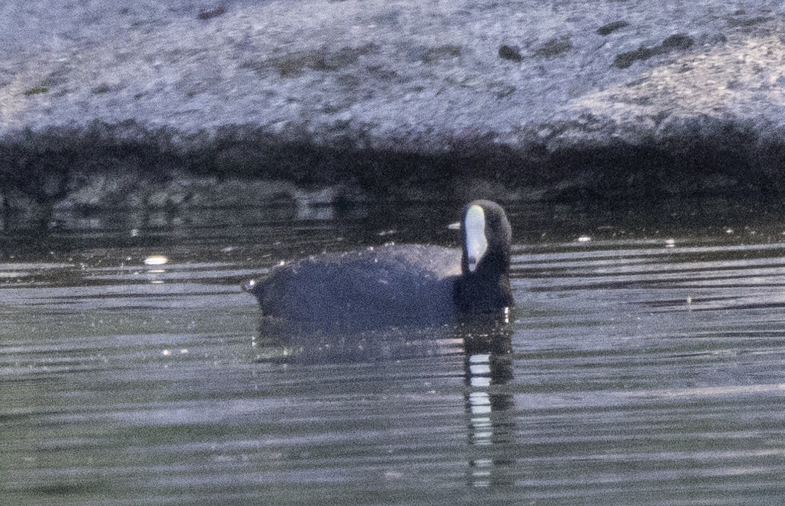 American Coot (White-shielded) - ML616859471