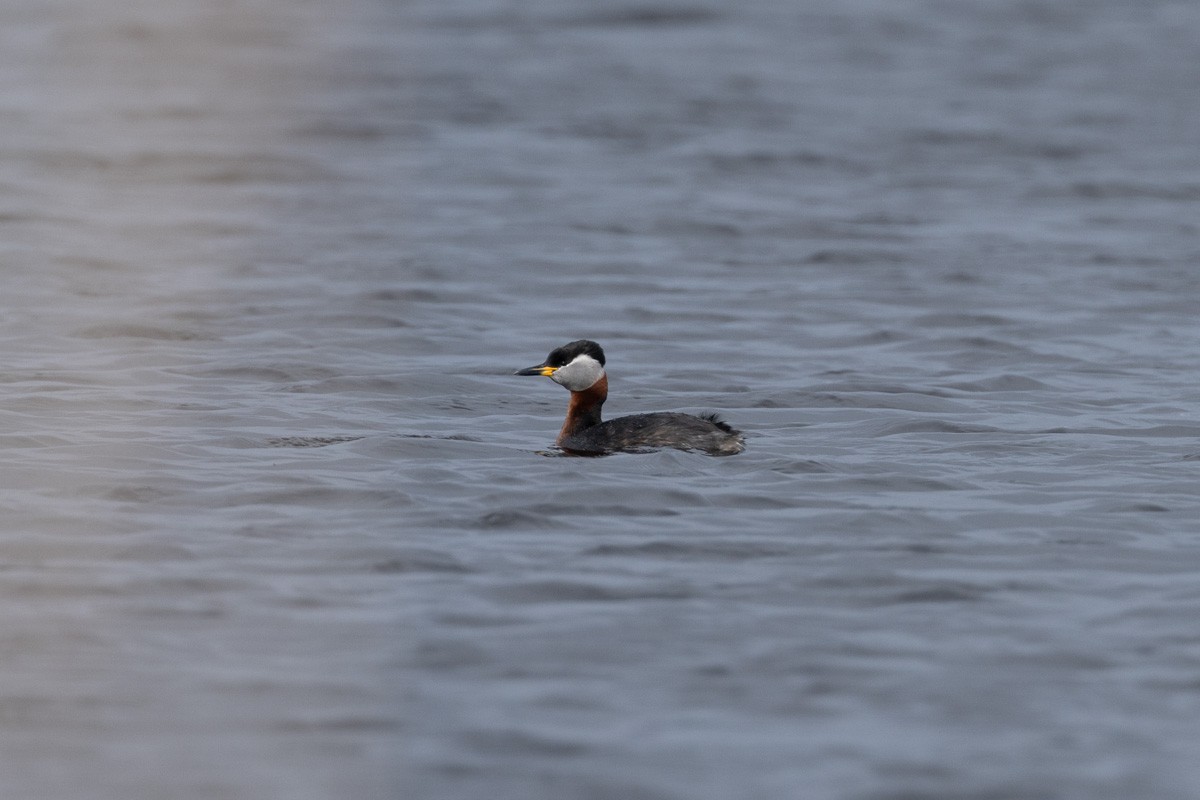 Red-necked Grebe - ML616859501