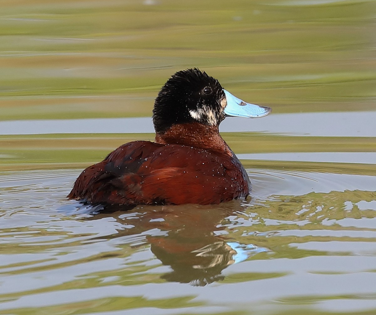 Andean Duck - ML616859564