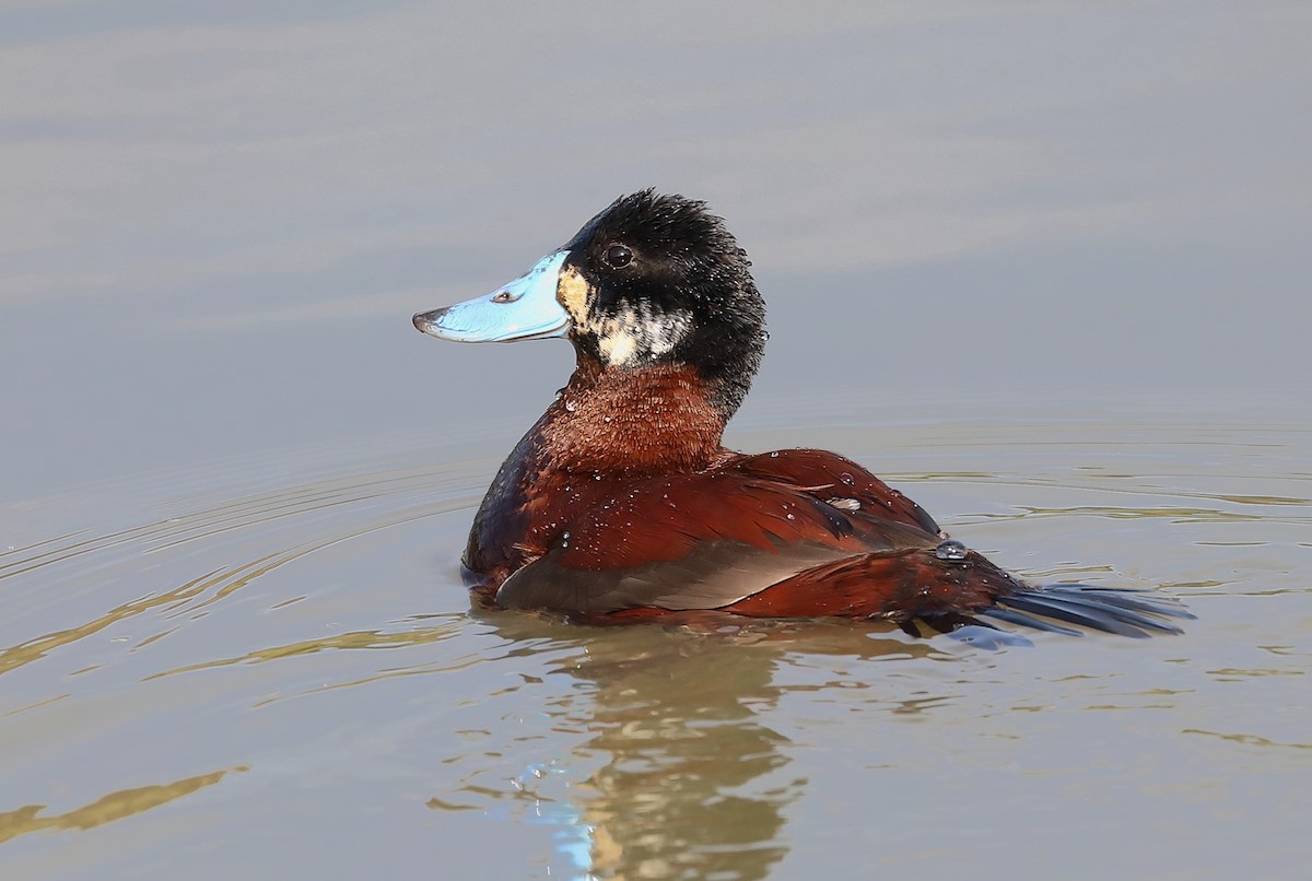 Andean Duck - ML616859565