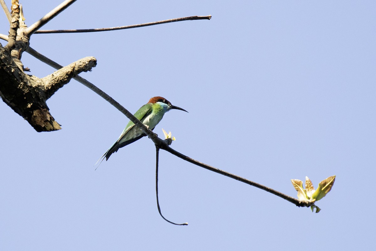 Blue-throated Bee-eater - ML616859602