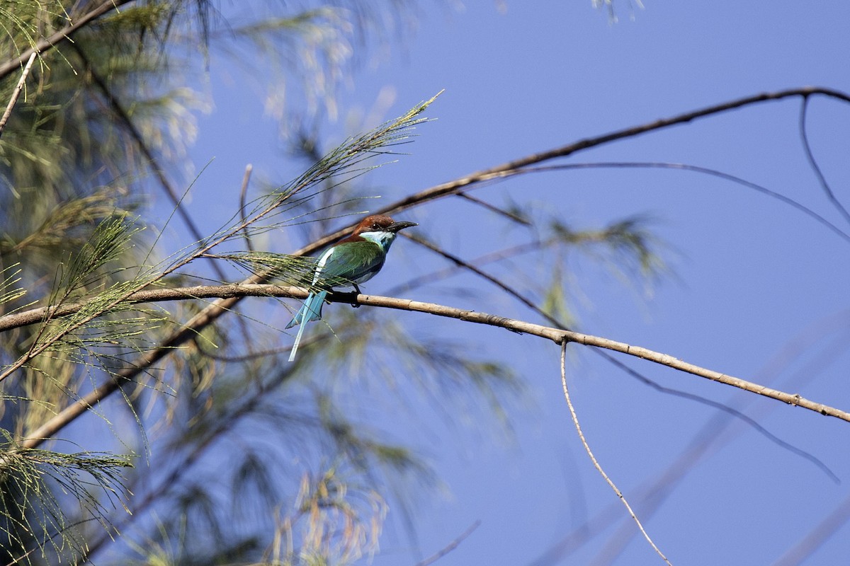Blue-throated Bee-eater - ML616859606