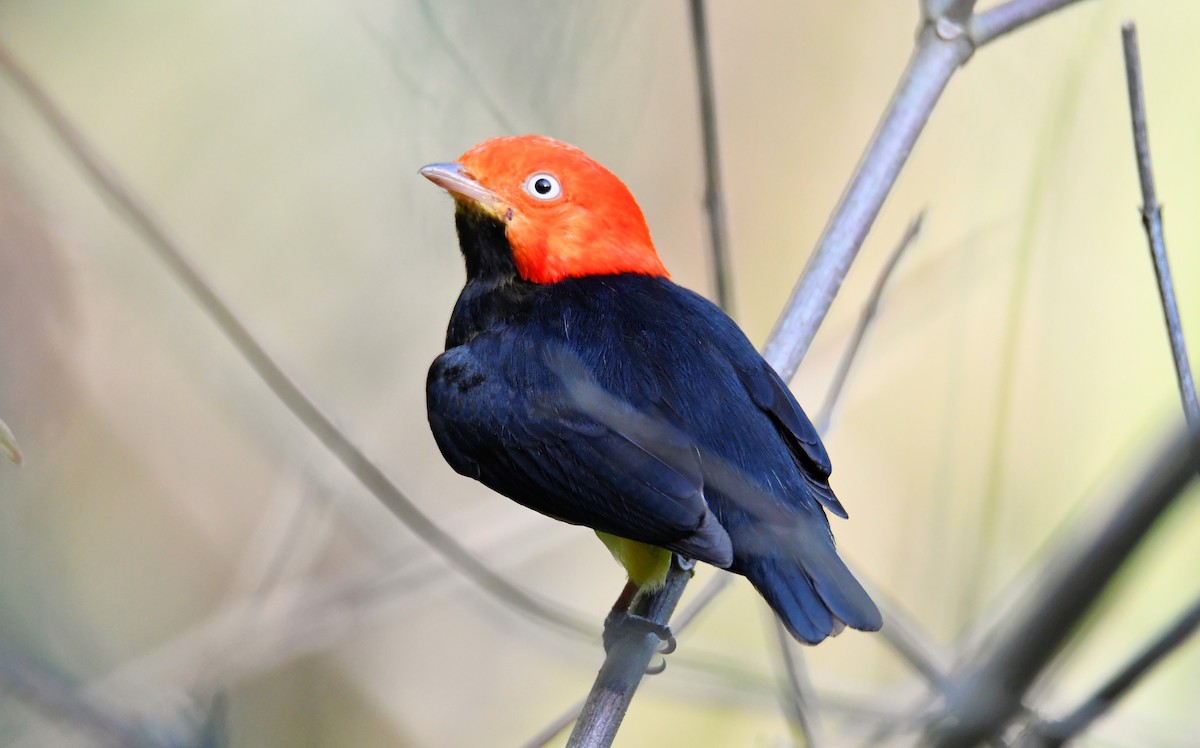 Red-capped Manakin - ML616859617