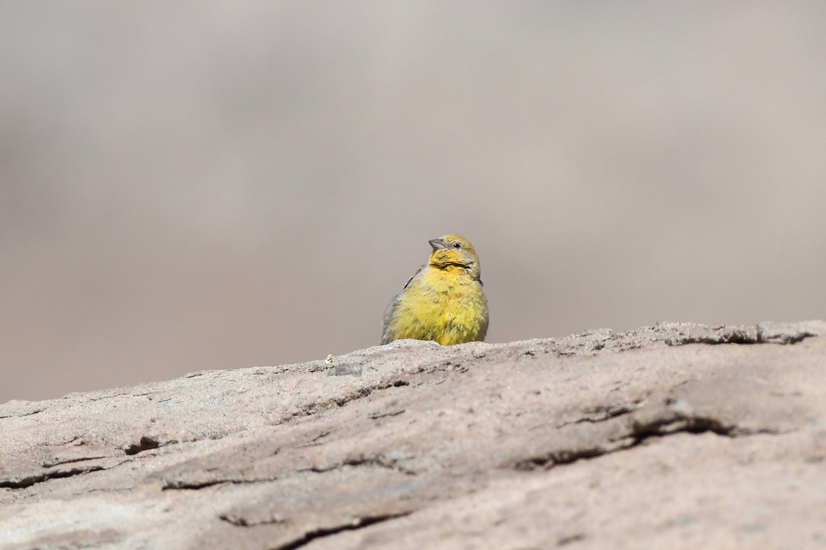 Greater Yellow-Finch - ML616859651