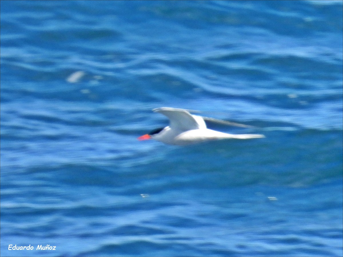 South American Tern - ML616859685