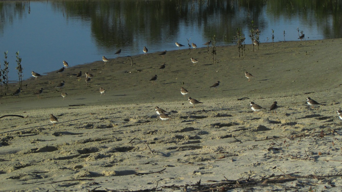 Semipalmated Plover - ML616859688