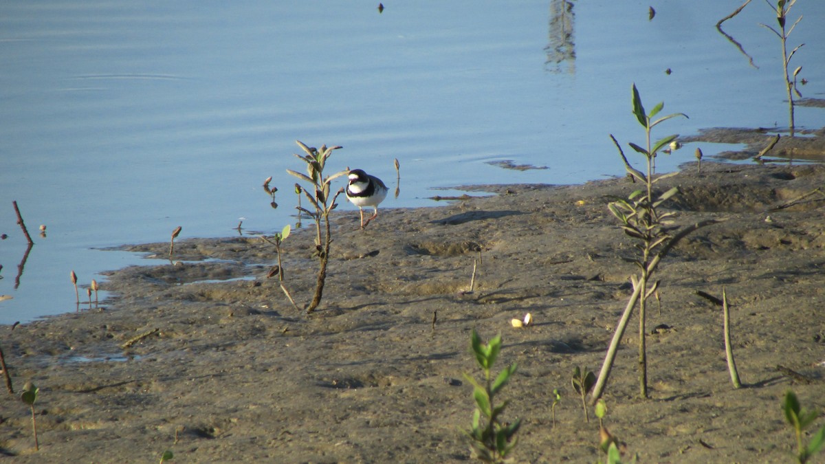 Semipalmated Plover - ML616859714