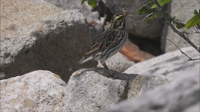 Savannah Sparrow - ML616859738