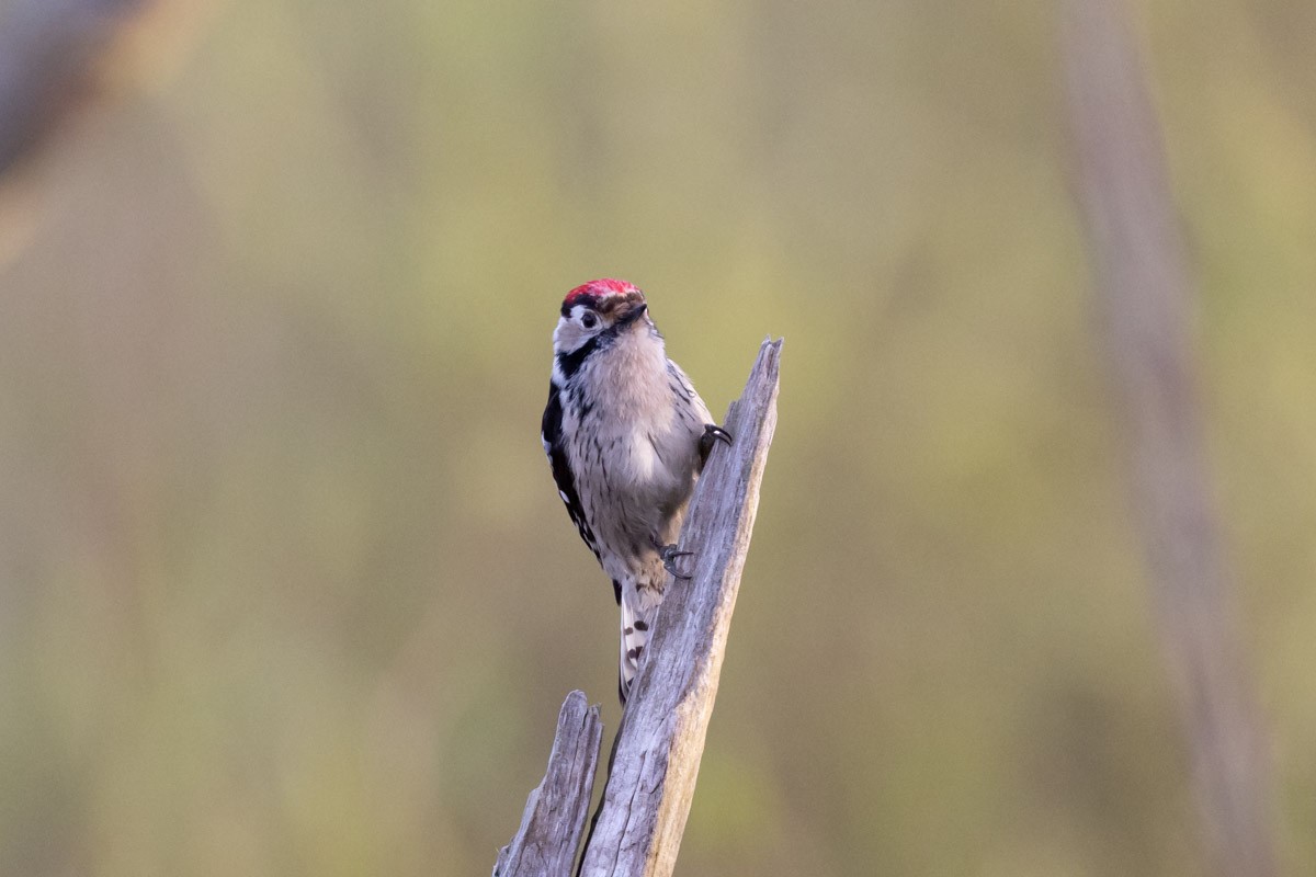 Lesser Spotted Woodpecker - ML616859758