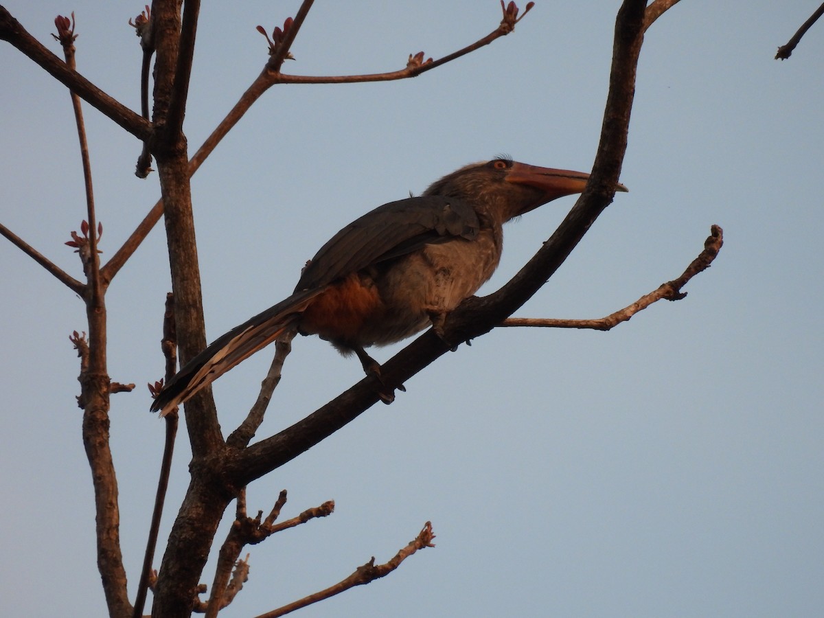 Malabar Gray Hornbill - shyamkumar puravankara