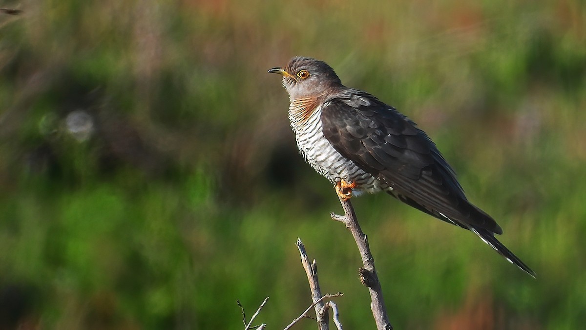 Common Cuckoo - Rui Jorge