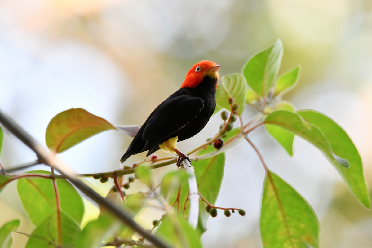 Red-capped Manakin - ML616860044