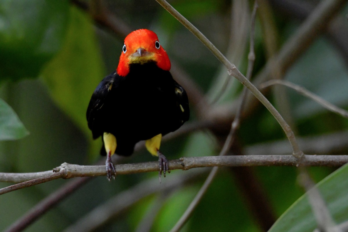 Red-capped Manakin - ML616860045