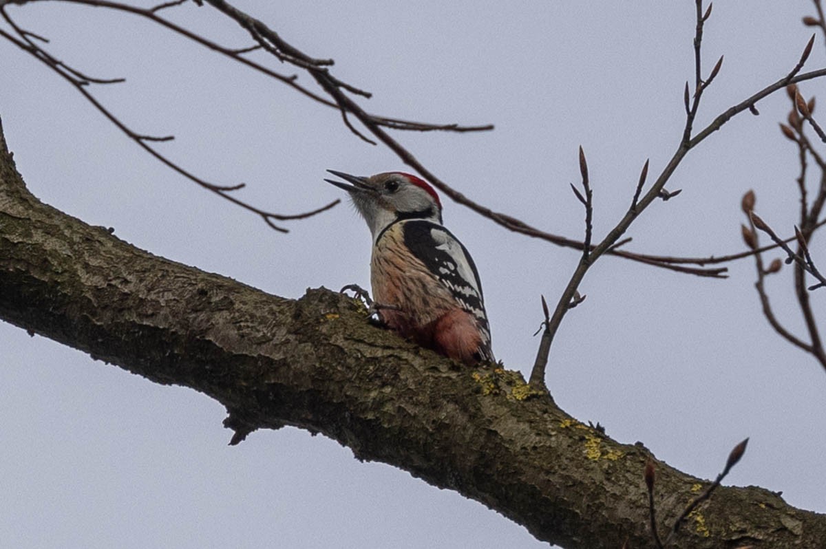 Middle Spotted Woodpecker - ML616860086