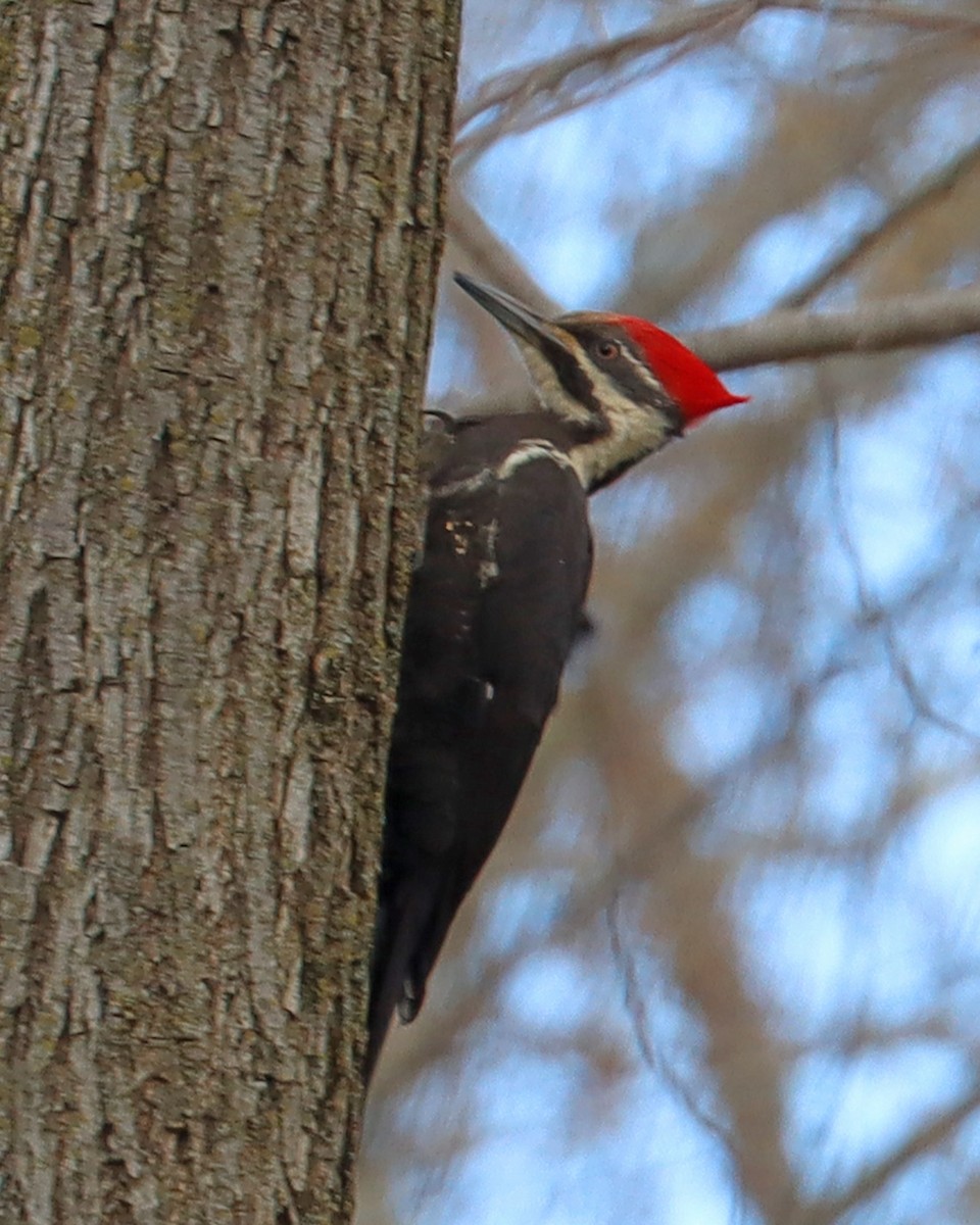 Pileated Woodpecker - ML616860090