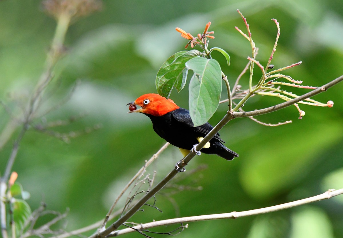 Red-capped Manakin - ML616860094