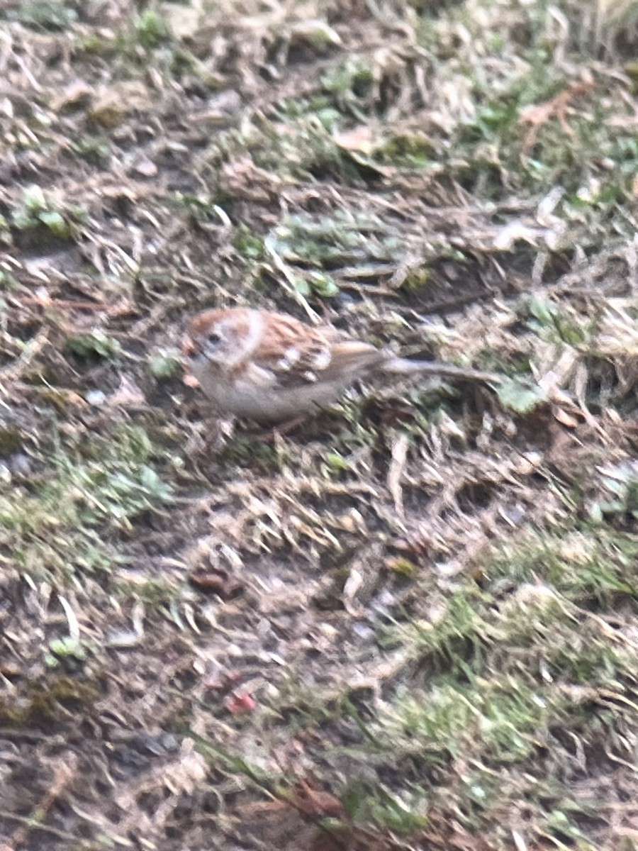 Field Sparrow - ML616860163