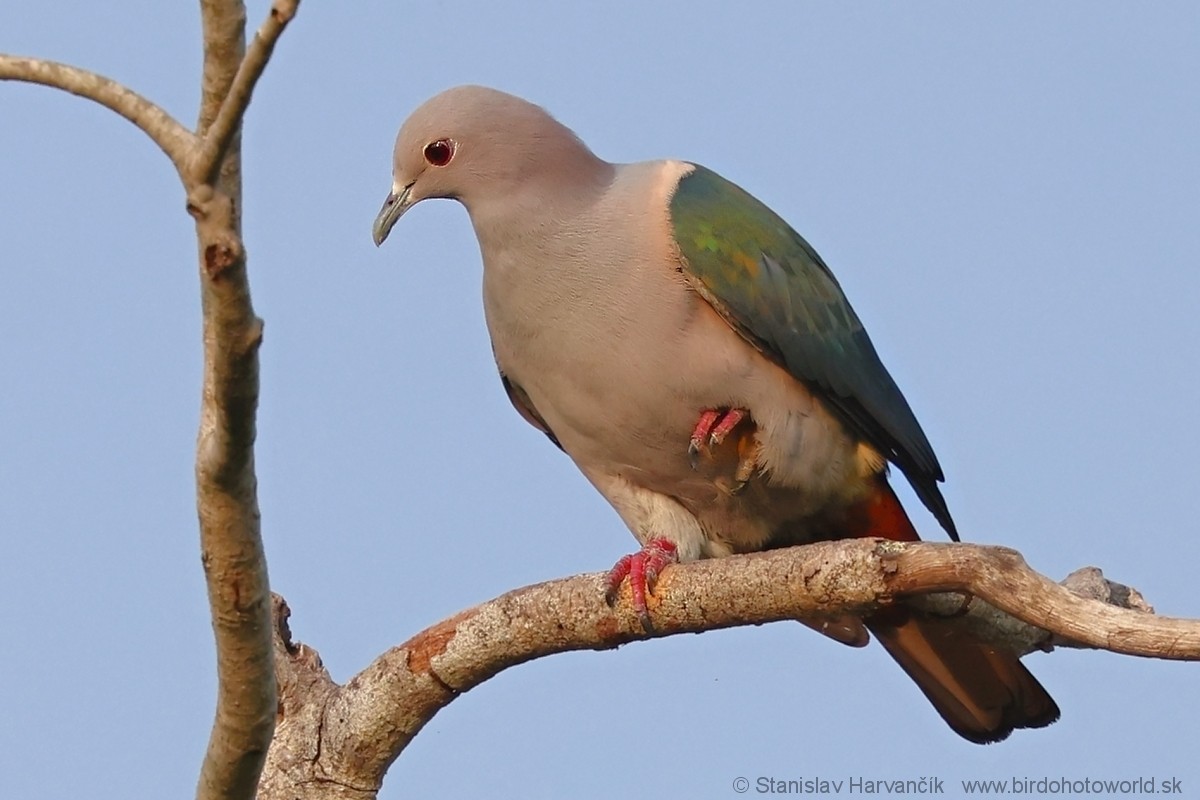 Green Imperial-Pigeon - ML616860257
