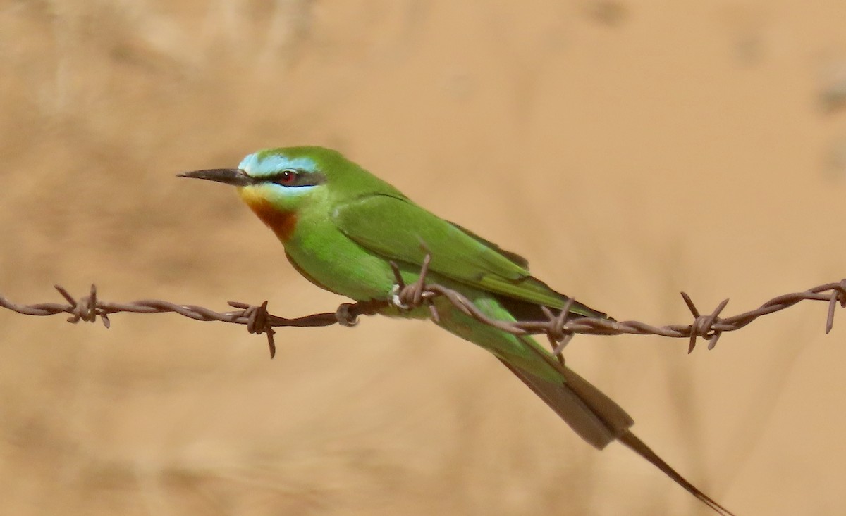 Blue-cheeked Bee-eater - ML616860326