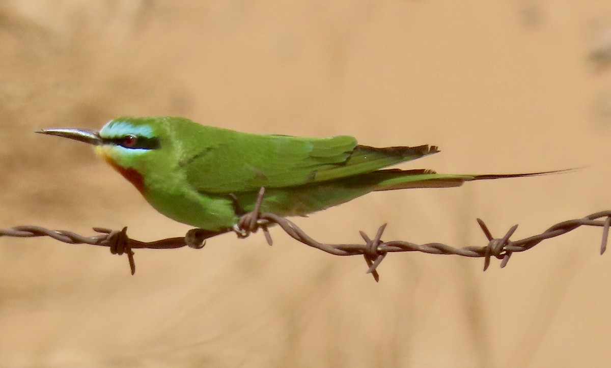 Blue-cheeked Bee-eater - ML616860327