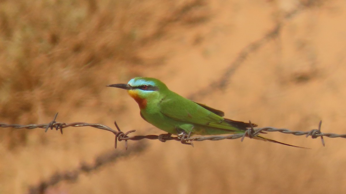 Blue-cheeked Bee-eater - ML616860330