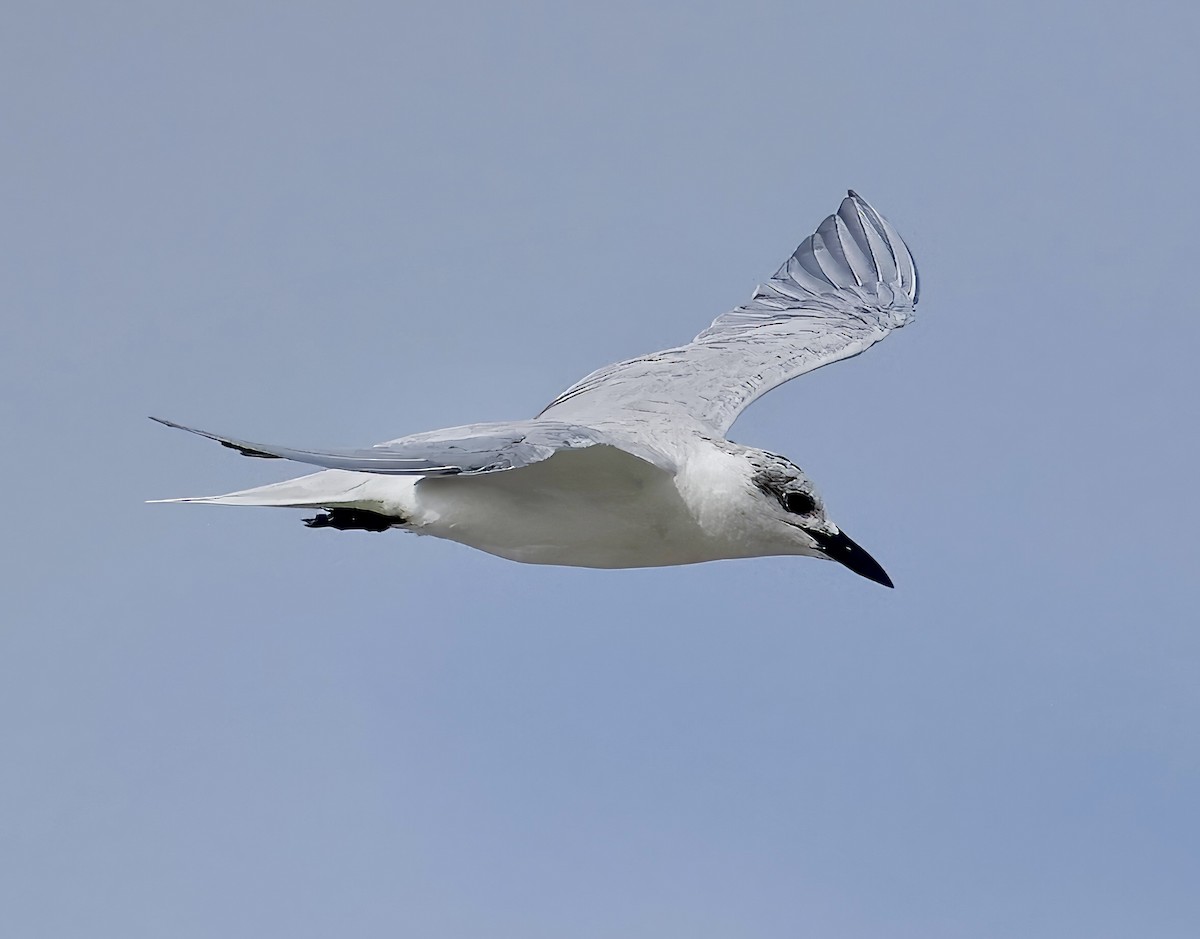 Gull-billed Tern - ML616860341