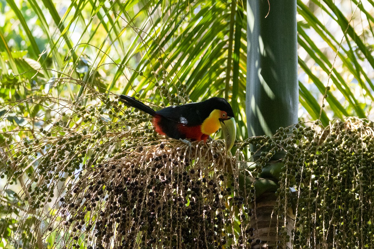 Red-breasted Toucan - ML616860429