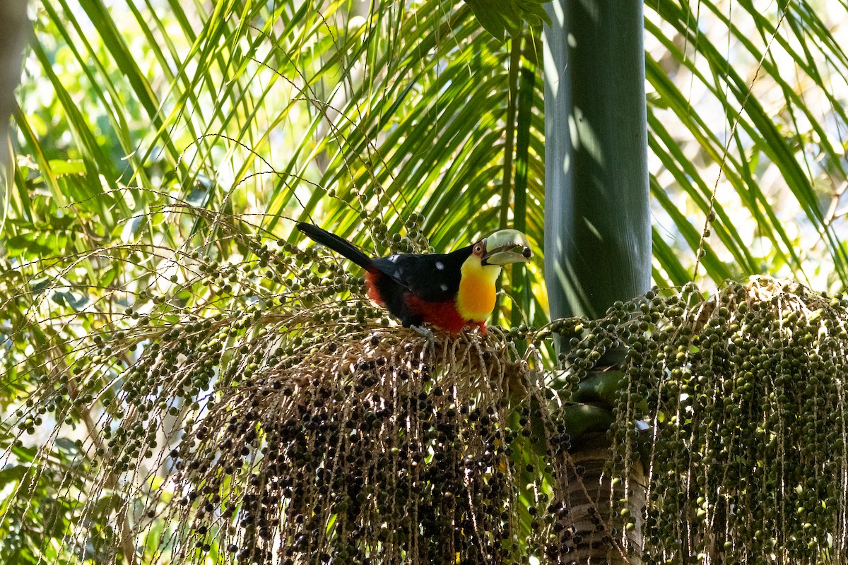 Red-breasted Toucan - ML616860430