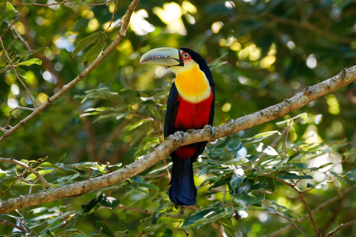 Red-breasted Toucan - ML616860431
