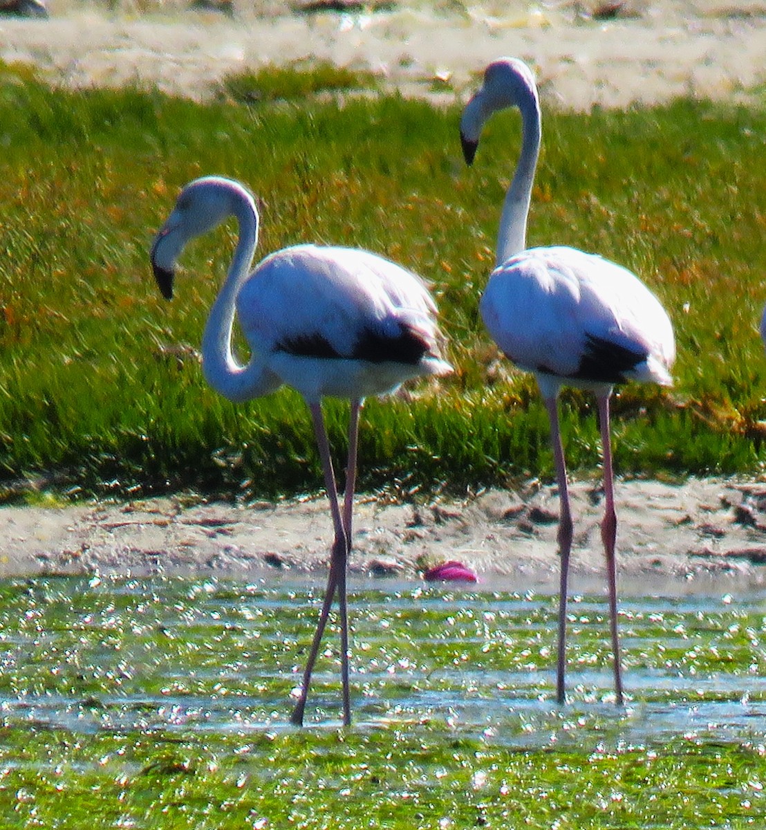 Greater Flamingo - ML616860465