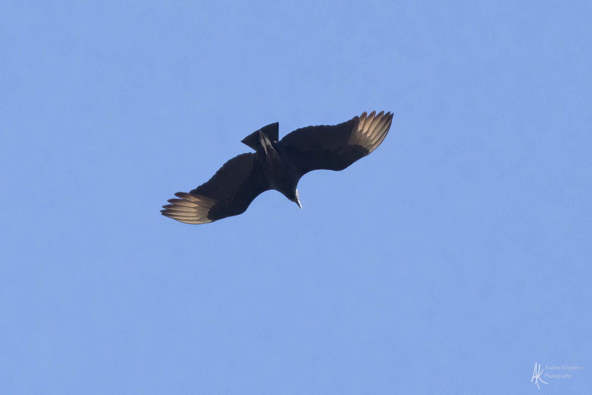 Black Vulture - ML616860491