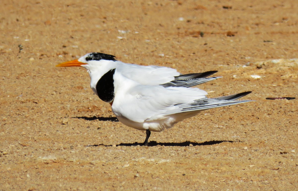 West African Crested Tern - ML616860503