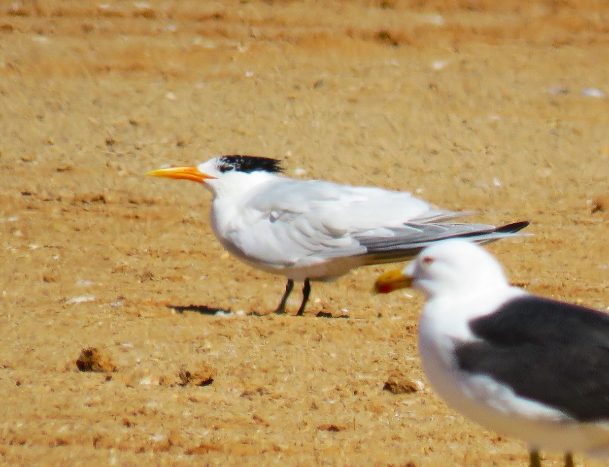 West African Crested Tern - ML616860504