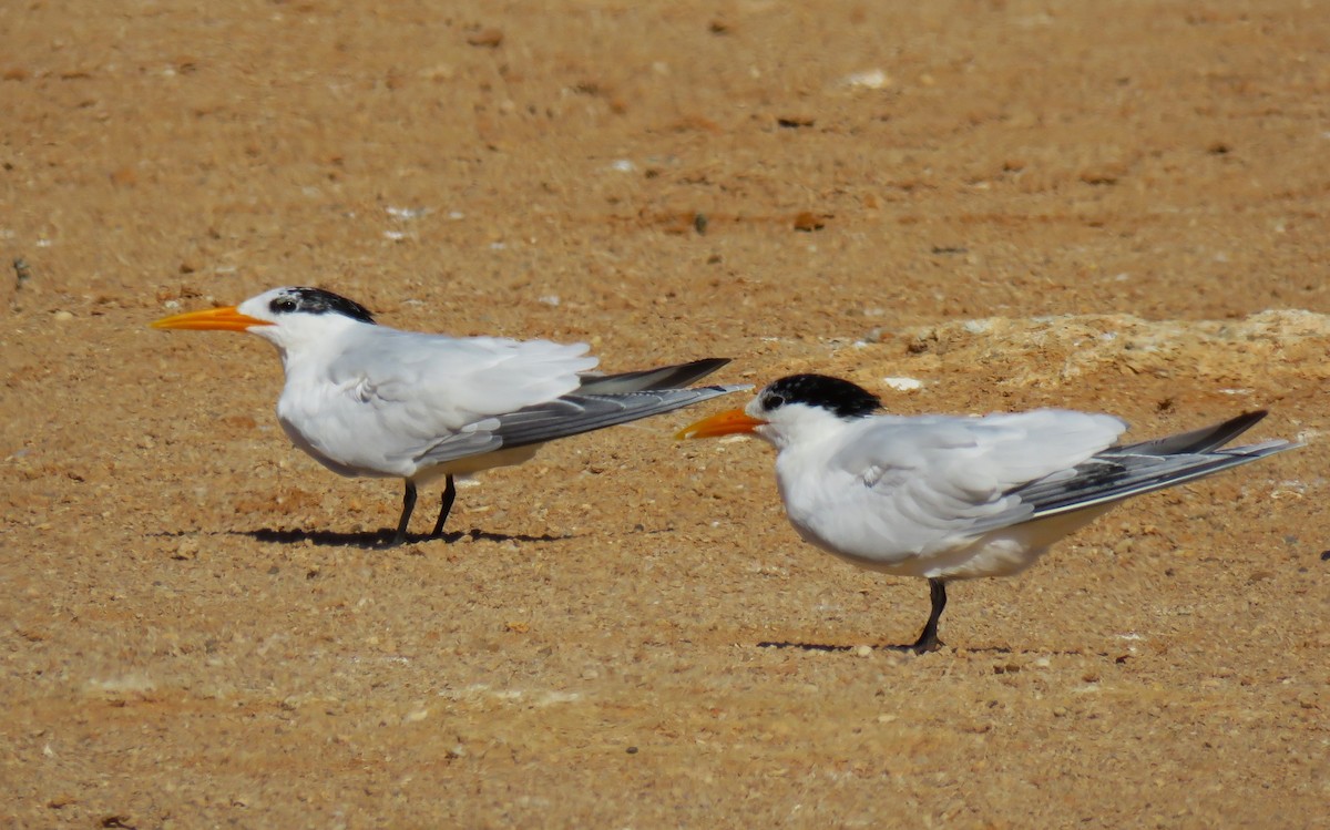 West African Crested Tern - ML616860505