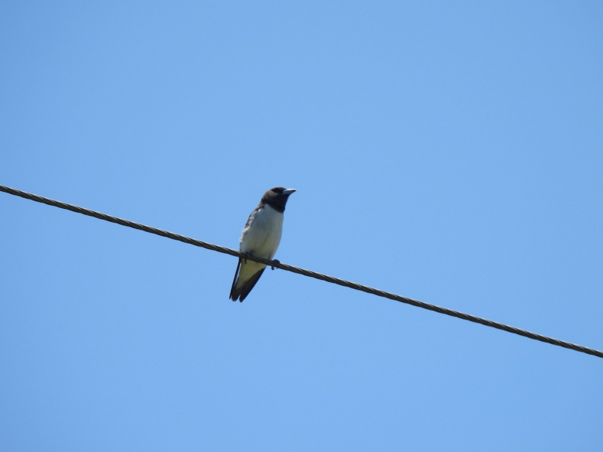 White-breasted Woodswallow - ML616860530