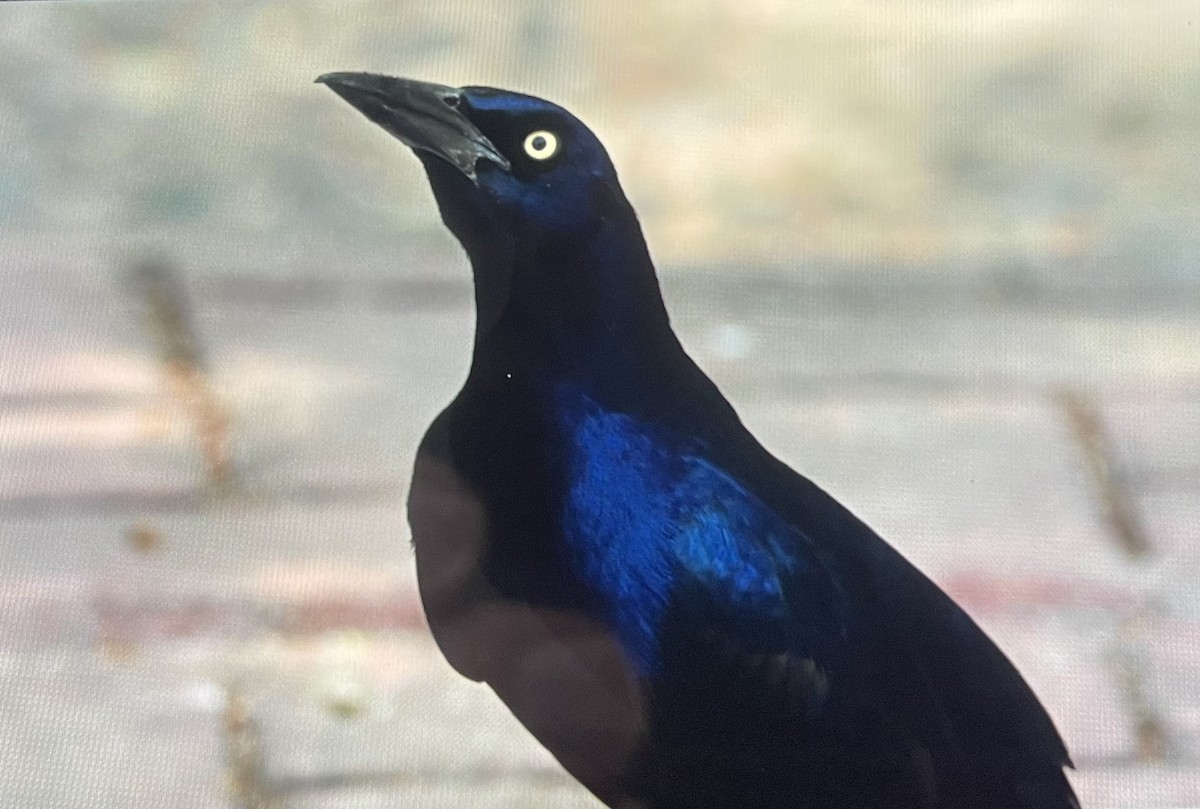Great-tailed Grackle - ML616860694