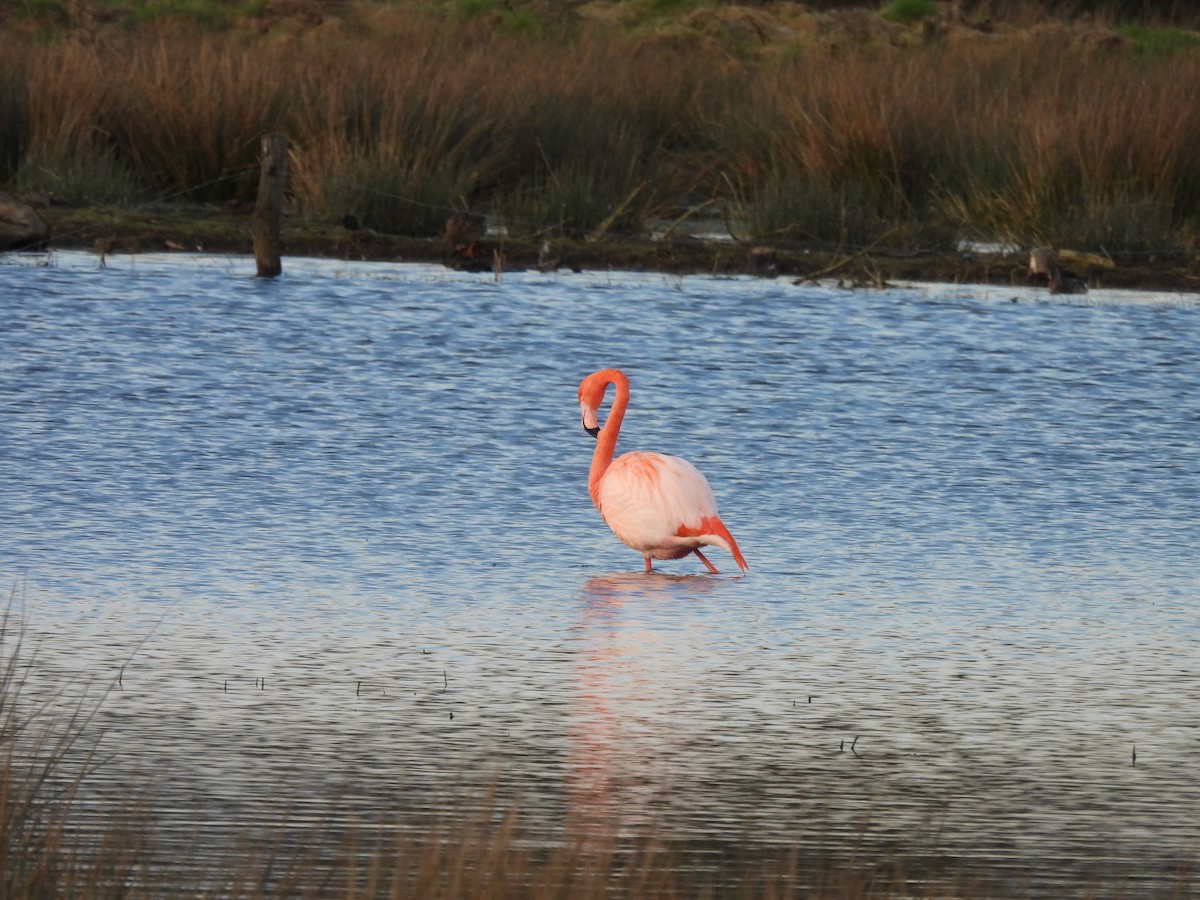 American/Greater Flamingo - ML616860721