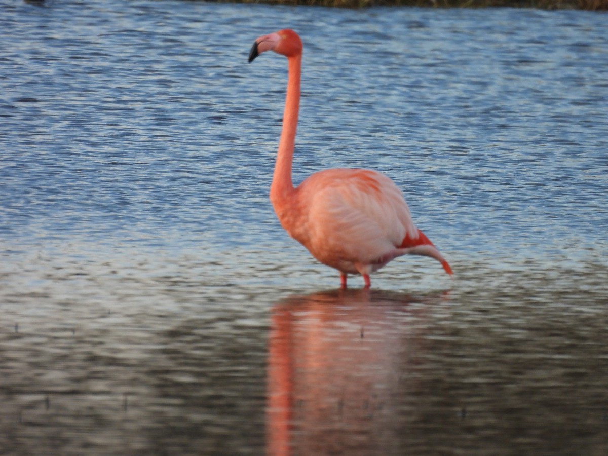 American/Greater Flamingo - ML616860744