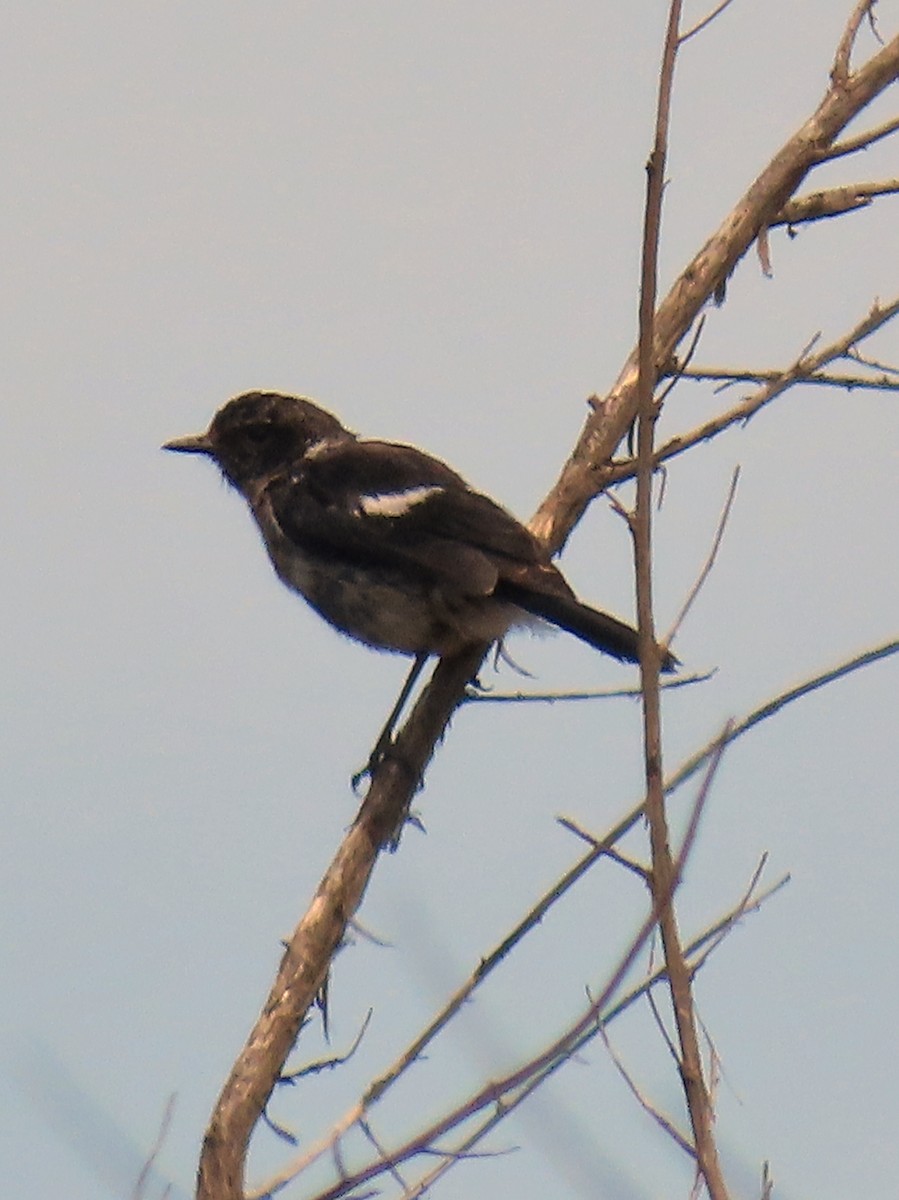 African Stonechat - ML616860903