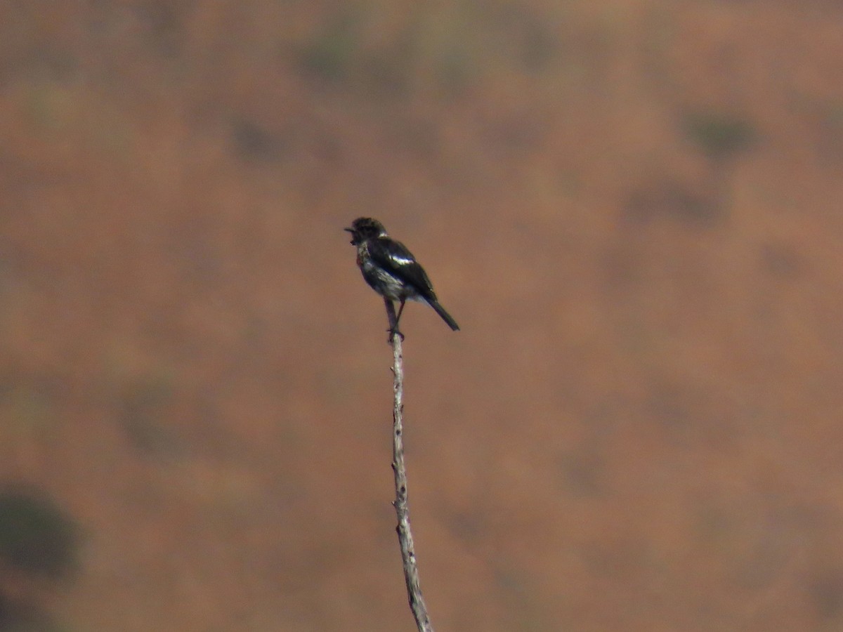 African Stonechat - ML616860904