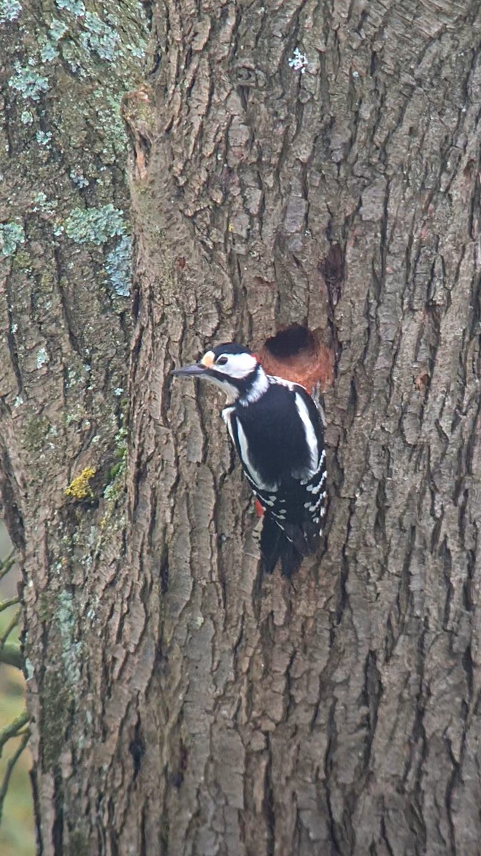 Great Spotted Woodpecker (Great Spotted) - ML616861132